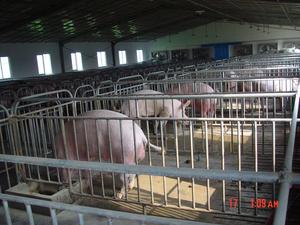 Cages pour <span class=keywords><strong>animaux</strong></span> en acier galvanisé à chaud, cages pour porcs - Product Image 4