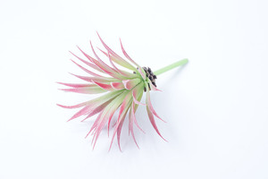 Piante <span class=keywords><strong>Succulente</strong></span> Artificiali Singole di Alta Qualità, Splendide Piante Finte <span class=keywords><strong>in</strong></span> Plastica con Effetto Realistico al Tatto - Product Image 3