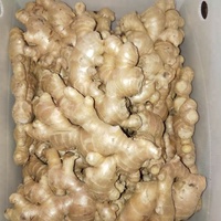 Gingembre frais biologique de Chine Anqiu/Laiwu (séché à l'air, qualité A, carton de 10 kg)