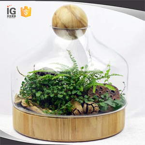 Handgemachte Glasterrarium Mit Holz Basis und Ball Deckel - Product Image 3