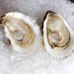 NIEUWE SEIZOEN VERSE BEVROREN HALF SHELL OYSTER