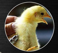 Liquide pulvérisateur automatique 3ml, seringue avec double aiguilles pour le poulet