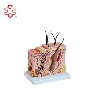 <span class=keywords><strong>70</strong></span> פעמים מוגדל אנטומיה של אדם עור - Product Image 1