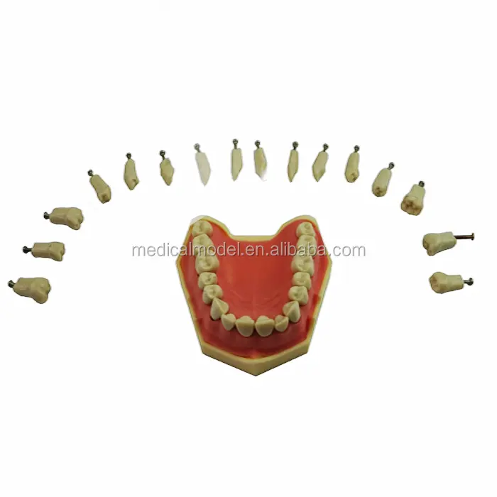 Dents de remplacement de haute qualité, modèle pour la pratique, dents de mâchoire supérieure, dents de Frasaco