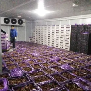 Grape Apple Banana Cold Storage Room