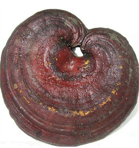 Reishi extrato polissacarídeo 10% 20% 30% 40% 50% Ganoderma lucidum planta extrato Lingzhi - Product Image 3