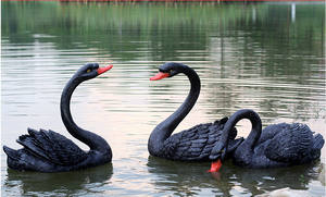 Продажа с завода, искусственные Стекловолоконные садовые статуи Лебедя в натуральную величину, плавающие украшения для пруда - Product Image 6