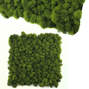 Pannello Murale in Muschio di Renna Naturale Stabilizzato, Decorazione Natalizia Preservata per DIWALI <span class=keywords><strong>e</strong></span> Battesimo, Elemento Decorativo per la <span class=keywords><strong>Casa</strong></span> - Product Image 1