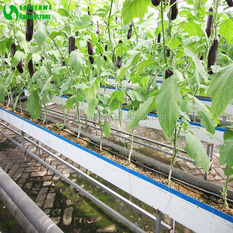 Low Cost Eggplant Hydroponics and Coconut Cultivation Equipment