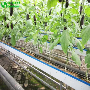 Low Cost Eggplant Hydroponics and Coconut Cultivation Equipment