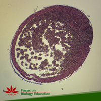 Fixed items Best selling Zoology of Mammalian animal histological slides prepared slides