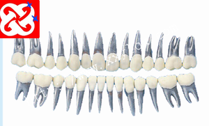 Modello di pratica typodont studio ortodontico - Product Image 4