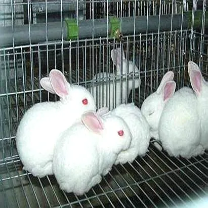 Heißer Verkauf Kaninchen käfig