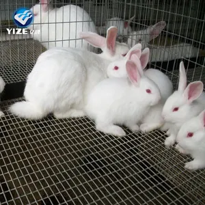 Cage d'élevage de lapin d'intérieur, pour 2 personnes, vente en gros, usine chinoise