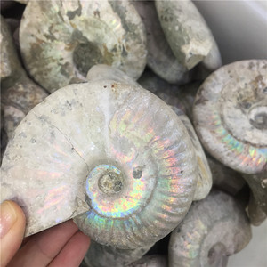 Bán Buôn Tự Nhiên Đầy Màu Sắc Ốc Xà Cừ Hóa Thạch Ammonite Hóa Thạch Cho Trang Trí Nội Thất - Product Image 4