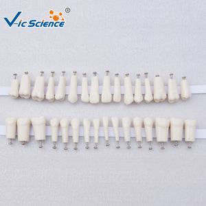 Imiter 200h 500h nissin modèle de dent de remplacement modèle de dents humaines modèle d'éducation à la science médicale - Product Image 2