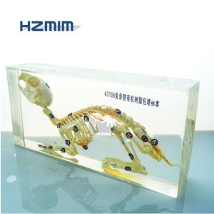 HZMIM <strong>rabbit</strong> <strong>skeleton</strong> <strong>model</strong> teaching medical science advanced pvc human foot joint <strong>skeleton</strong> <strong>model</strong> smhz01 - Product Image 2