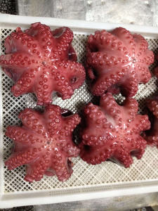 Poulpe bouilli congelé entier nettoyé, qualité sashimi, poulpe de mer, exportation de Singapour, prêt à la vente en gros, poulpe mariné - Product Image 3