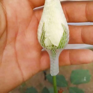 Lưới Bảo Vệ Nụ Hoa Hồng Bằng Nhựa - Product Image 6