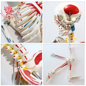 Giải Phẫu Mô Hình Bộ Xương Con Người Nhựa FRP 008 Vật Liệu PVC Bao Gồm Cơ Bắp Nguồn Gốc Và Chèn Sơn 85Cm Mô Hình Giải Phẫu - Product Image 5