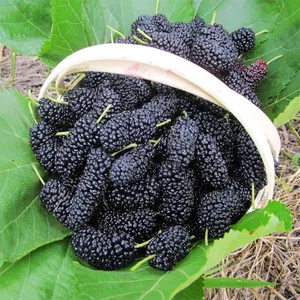 Bubuk Ekstrak Buah Murbei Kering/Pigmen Alami Teh Murbei - Product Image 2