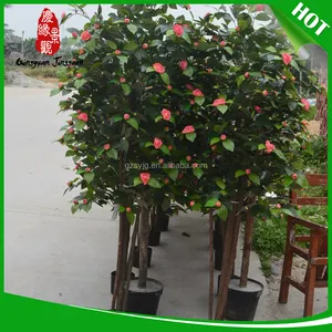 Personnalisé camellia sinensis