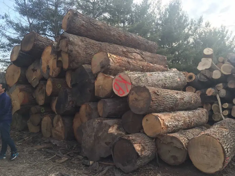 Prezzo e tronchi di legno di rovere bianco in legno di quercia rossa prezzo