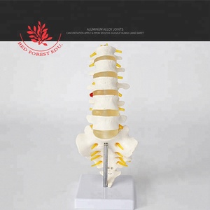 La scienza medica strumento didattico 5 lombare colonna vertebrale modello - Product Image 5