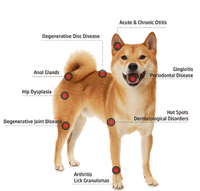 Analyseur de composition corporelle quantique PETMRI pour chiens et animaux de compagnie avec une précision de 95% Fabriqué en Chine