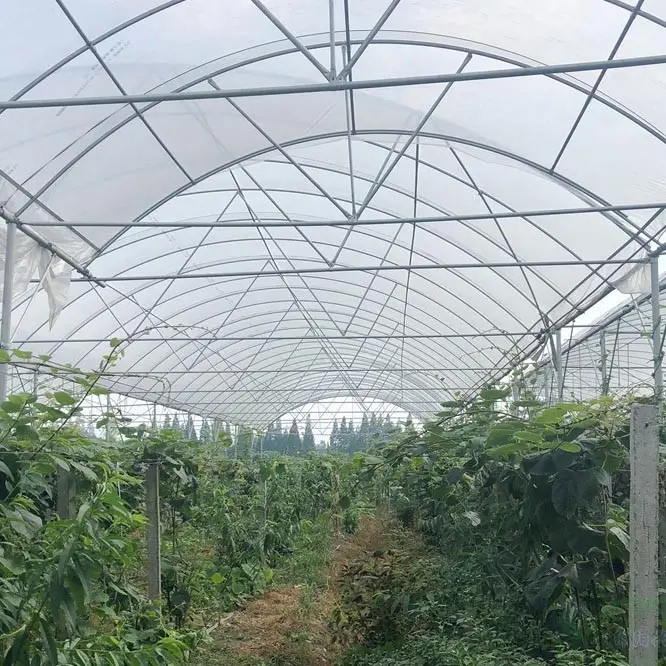 low cost polytunnel greenhouse tunnel agricultural greenhouses manufacturing