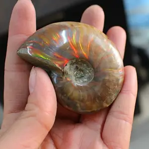 Natural Ammonite Fossil,rainbow ammmonite fossils,snail fossils specimen minerals,