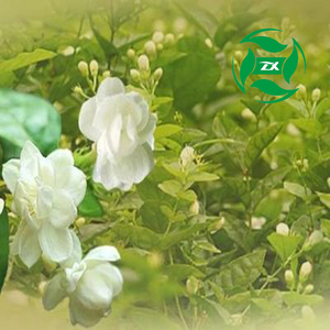 100% jazmín puro aceite esencial de zhongxiang fábrica - Product Image 2