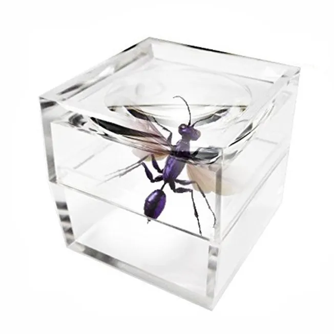 Lucite Mini Insect Magnifier Box Visor de insectos Aumenta hasta 5X con una imagen nítida