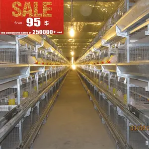 broiler chicken cage raised broiler production house