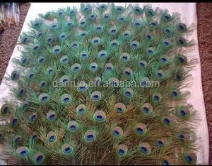 Natural 30-35 Inch Long Peacock Feather