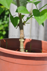Vendita calda di alta qualità di potatura cesoie da giardino innesto strumenti - Product Image 5