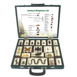 Gelsonlab HSBS-126 - Espécimen del Reino Animal, Espécimenes Biológicos Encapsulados - Product Image 1
