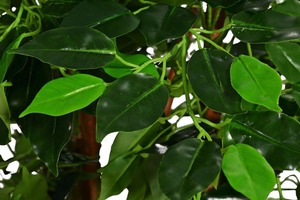 UK-Jardines Grandes Ficus Benjamina Árbol Artificial Planta En Maceta Artificial - Product Image 3