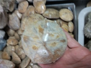 Tự Nhiên Echinoid Sao Cá Hoặc Cát Đô La Hóa Thạch Sinh Học Mẫu Vật Khoáng Vật Cho Trang Trí, Quà Tặng - Product Image 2