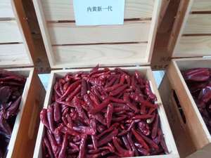 Peperoncini Rossi Cinesi Tien Tsin o Peperoni di Tianjin - Product Image 4