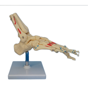 Modelo de <span class=keywords><strong>esqueleto</strong></span> de <span class=keywords><strong>tobillo</strong></span> y pie humano de PVC - Product Image 2