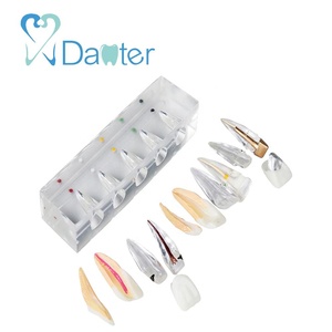 Nuevo modelo de tratamiento endodóntico de resina de moda, Procedimiento de conducto radicular de incisivo central que demuestra 5 etapas - Product Image 1