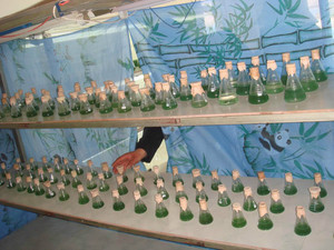 Naturel spiruline <span class=keywords><strong>bio</strong></span> <span class=keywords><strong>poudre</strong></span> acheteur, <span class=keywords><strong>Poudre</strong></span> d'algues, Aliments sains qualité, Fabricant - Product Image 4