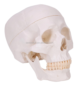 Science médicale enseignement modèle de crâne humain crâne en plastique squelette os modèles anatomiques - Product Image 1