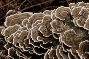 Qualité GMP Naturel <span class=keywords><strong>Trametes</strong></span> Versicolor Extrait/Coriolus versicolor Extrait Polysaccharide - Product Image 2