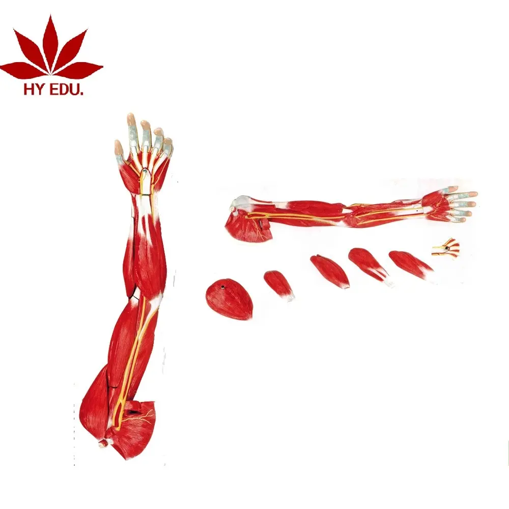 Modèle d'anatomie musculaire du bras humain 3D, médical de haute qualité, 7 pièces