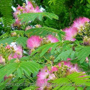 Aceite de Mimosa - India - Product Image 6