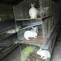 Kolay temiz tavşan lapin kafesi endüstriyel ve ticari