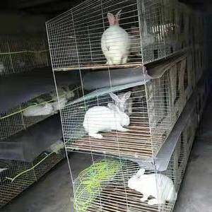 commercial rabbit supplies