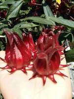 Prix d'usine Rouge Roselle Hibiscus Roselle Fleur